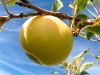 apple-1