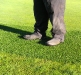 golf-9