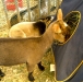 fair-5