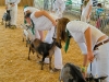 fair-6