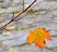 leaf-1