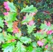 leaf-11