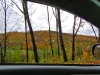 leaf-13