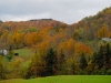 leaf-14