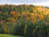 leaf-16