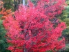 leaf-2