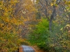 leaf-3