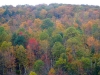 leaf-4