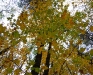 leaf-5