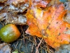 leaf-6