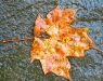 leaf-8