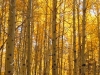 fall-1
