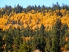 fall-10
