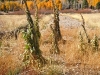 fall-11