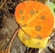 fall-2