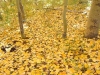 fall-3