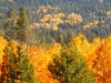 fall-4