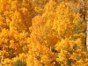 fall-5