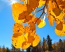 fall-6