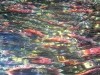 fish-1