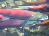 fish-3