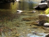 fish-5