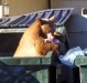 bear-2