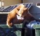 bear-3