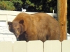 bear-4