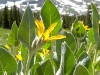 flower-1