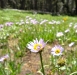 flower-12