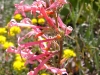 flower-2