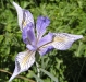 flower-4