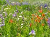 flowers-10