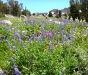 flowers-11