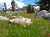 flowers-7