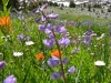 flowers-9