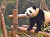 panda-1_0