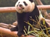 panda-2_0
