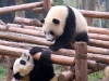panda-3_0