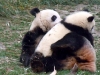 panda-5_0