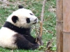 panda-6_0