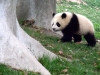 panda-7_0