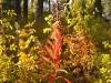 foliage-1