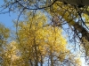 foliage-10
