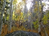 foliage-11