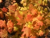 foliage-12