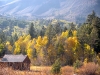 foliage-2