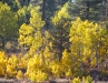 foliage-3