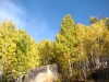 foliage-4